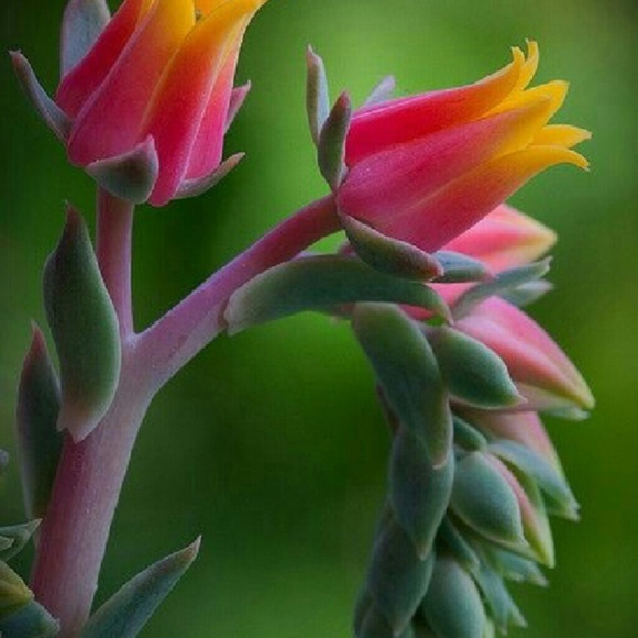 SUGAR SENORITA HANDBAG PFF PRINCING! - Picture 1 of 1